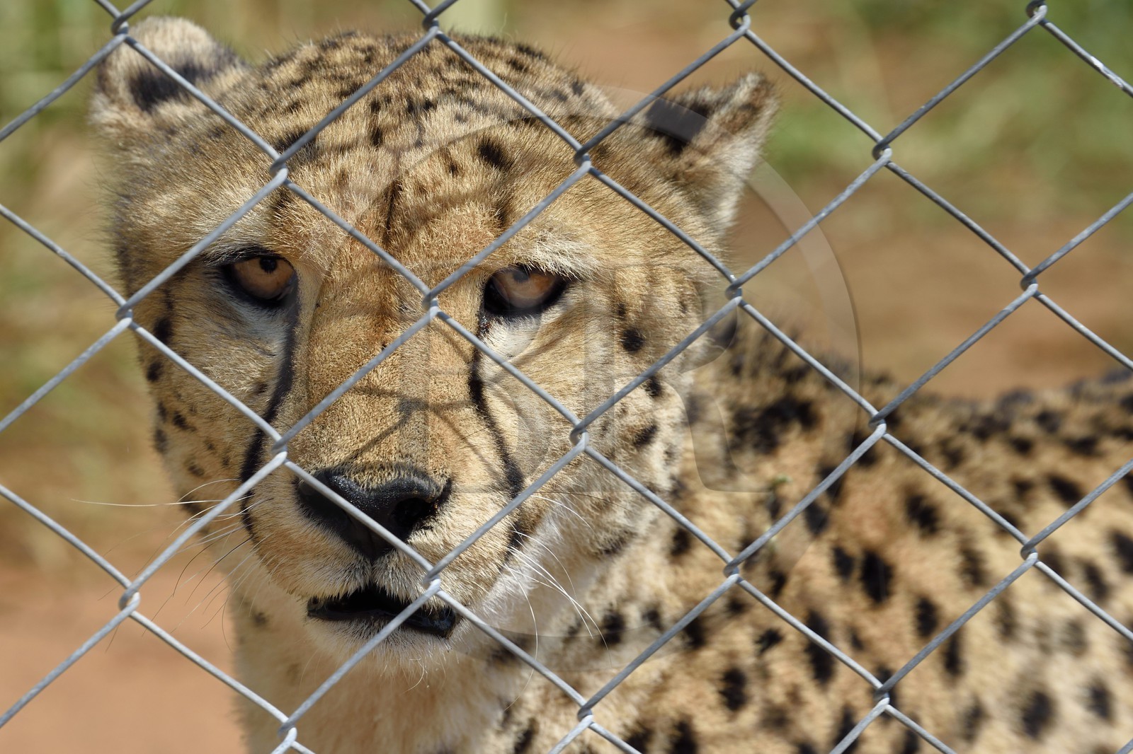 Namibie, Otjiwarongo, Cheetah Conservation Fund, centre de recherche et d'éducation, guépard (Acinonyx jubatus) en captivité temporaire et destiné à être relaché dans le bush