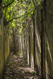 France, Guyane, Kourou, Iles du Salut, l'Ile Saint-Joseph, ruine du bagne consacré à la réclusion des prisonniers les plus difficiles