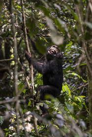 Rwanda, Province de l’Ouest, Nyakabuye, Parc national de Nyungwe, forêt tropicale humide naturelle de Cyamudongo, Chimpanzé commun (Pan Troglodytes)