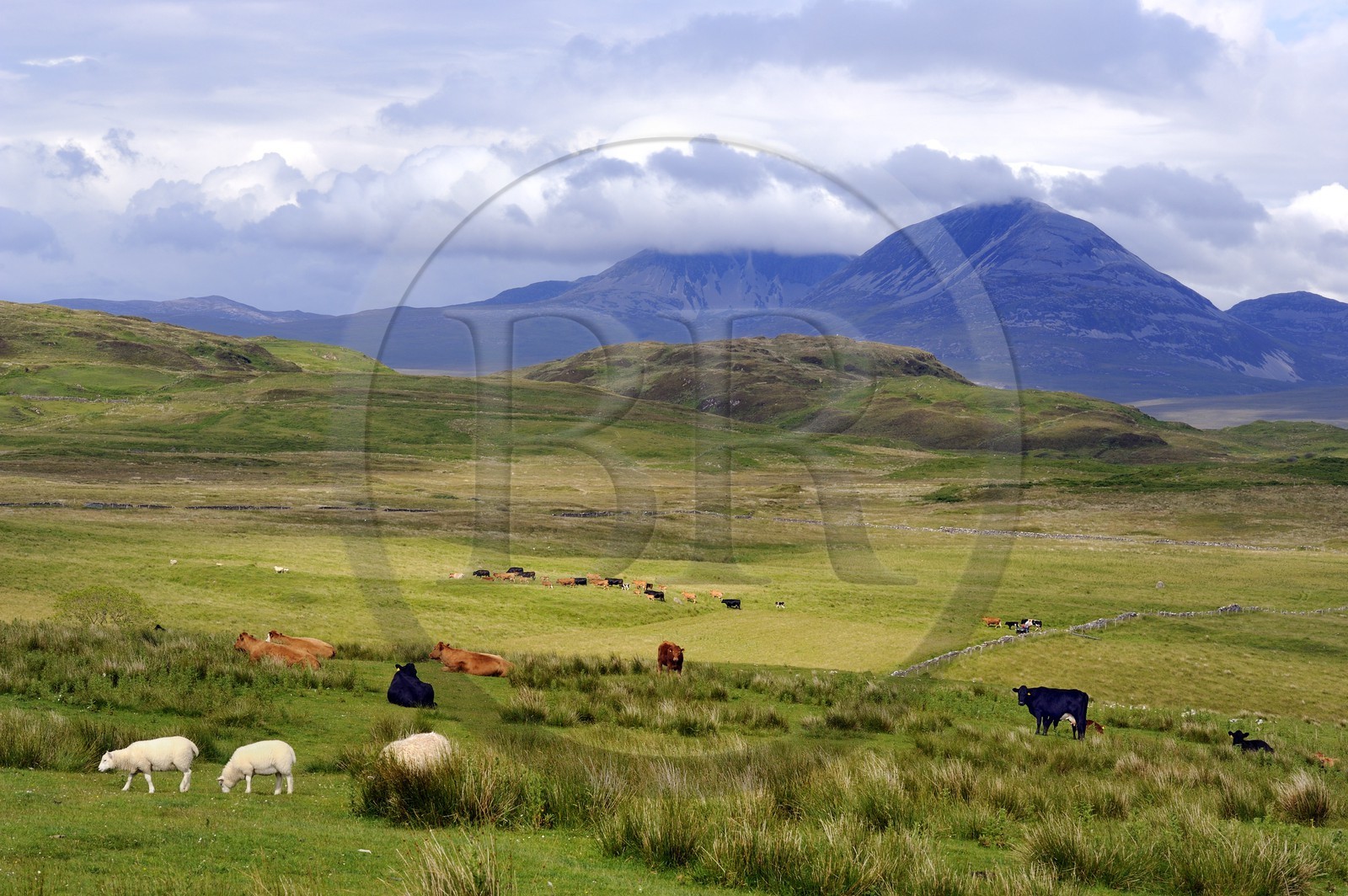 Royaume-Uni, Ecosse, Hébrides intérieures, Ile de Islay, moutons et vaches au paturage dans les prairies du Nord-Est de l'île et les montagnes de l'île de Jura en arrière plan
