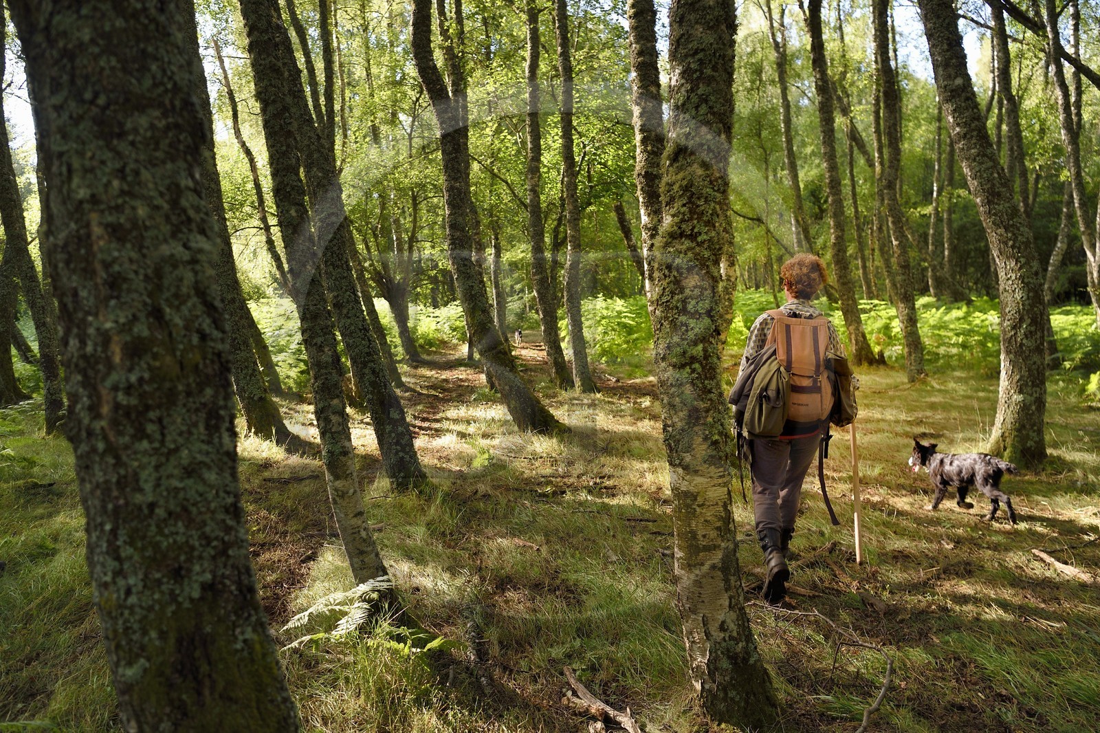 France, Puy-de-Dôme (63), Parc Naturel Régional des Volcans d'Auvergne, Chaine des Puys classée Patrimoine Mondial de l’UNESCO, la bergère Charlotte Hevin avec ses chiens dans une forêt au pied du volcan Puy de Dôme