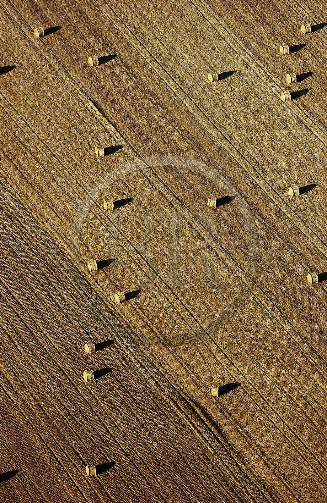 France, Aude (11), champs moissonn