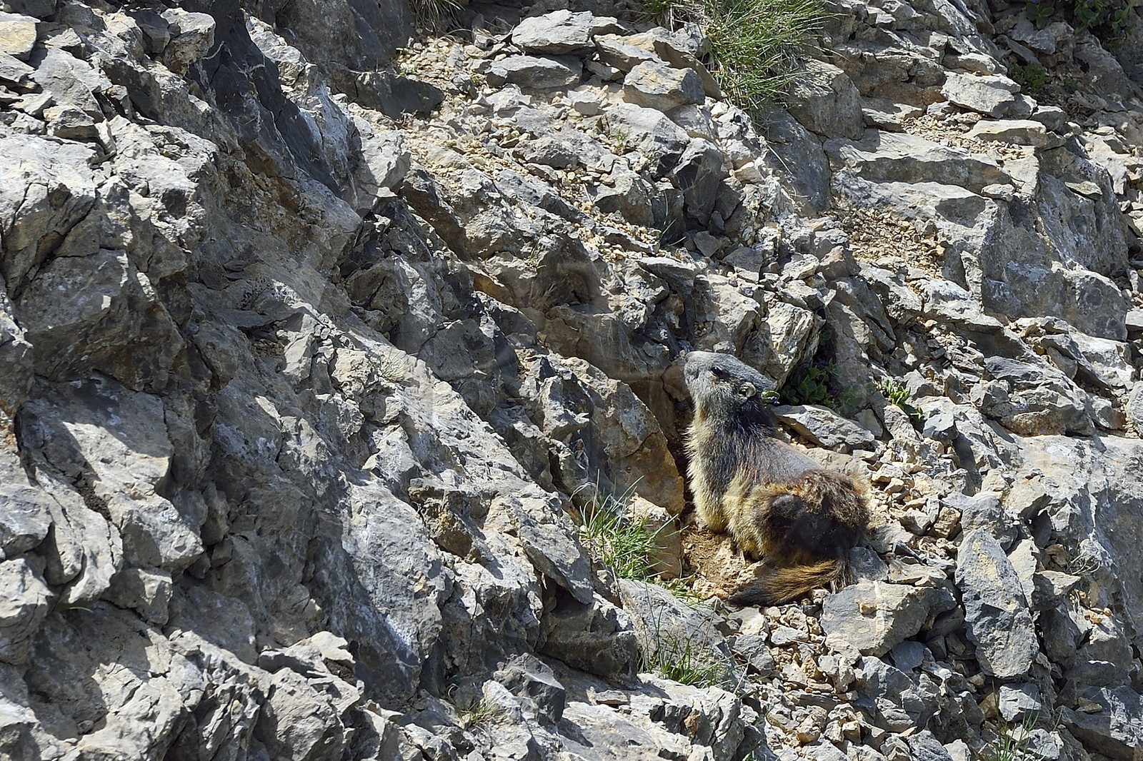 France, Alpes-de-Haute-Provence (04), Uvernet-Fours, parc national du Mercantour, vallée de l'Ubaye, sentier de randonnée du circuit des lacs du col de la Cayolle, jeune marmotte des Alpes (Marmota marmota)