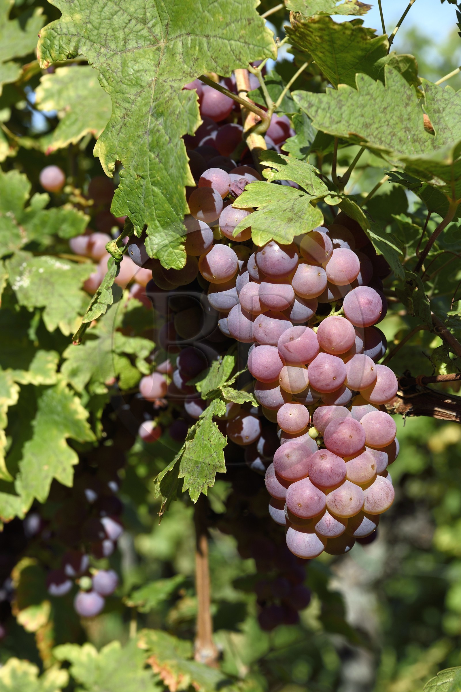 France, Haut-Rhin (68), Route des vins d'Alsace, Riquewihr, labellisé Les Plus Beaux Villages de France, grappe de raisin dans le vignoble