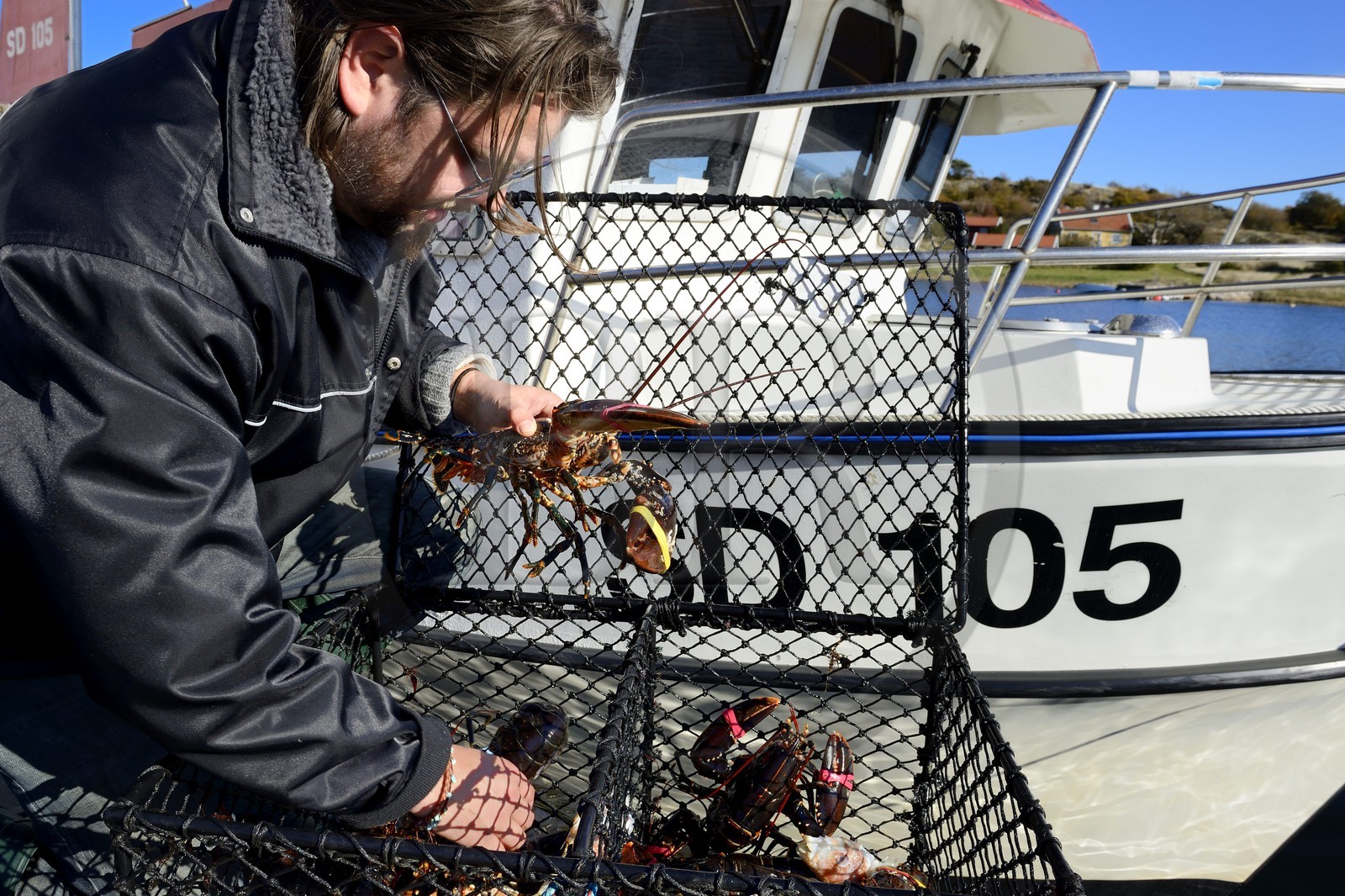 Suède, Västra Götaland, Iles Koster, Sydkoster, port de Ekenäs, retour de pêche au homard