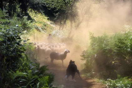 France, Puy-de-Dôme (63), Aydat, berger et son troupeau de brebis sur les pentes du volcan du Puy de Vichatel, Parc naturel régional des Volcans d'Auvergne, sur le parcours Musette nature sentier de Vichatel