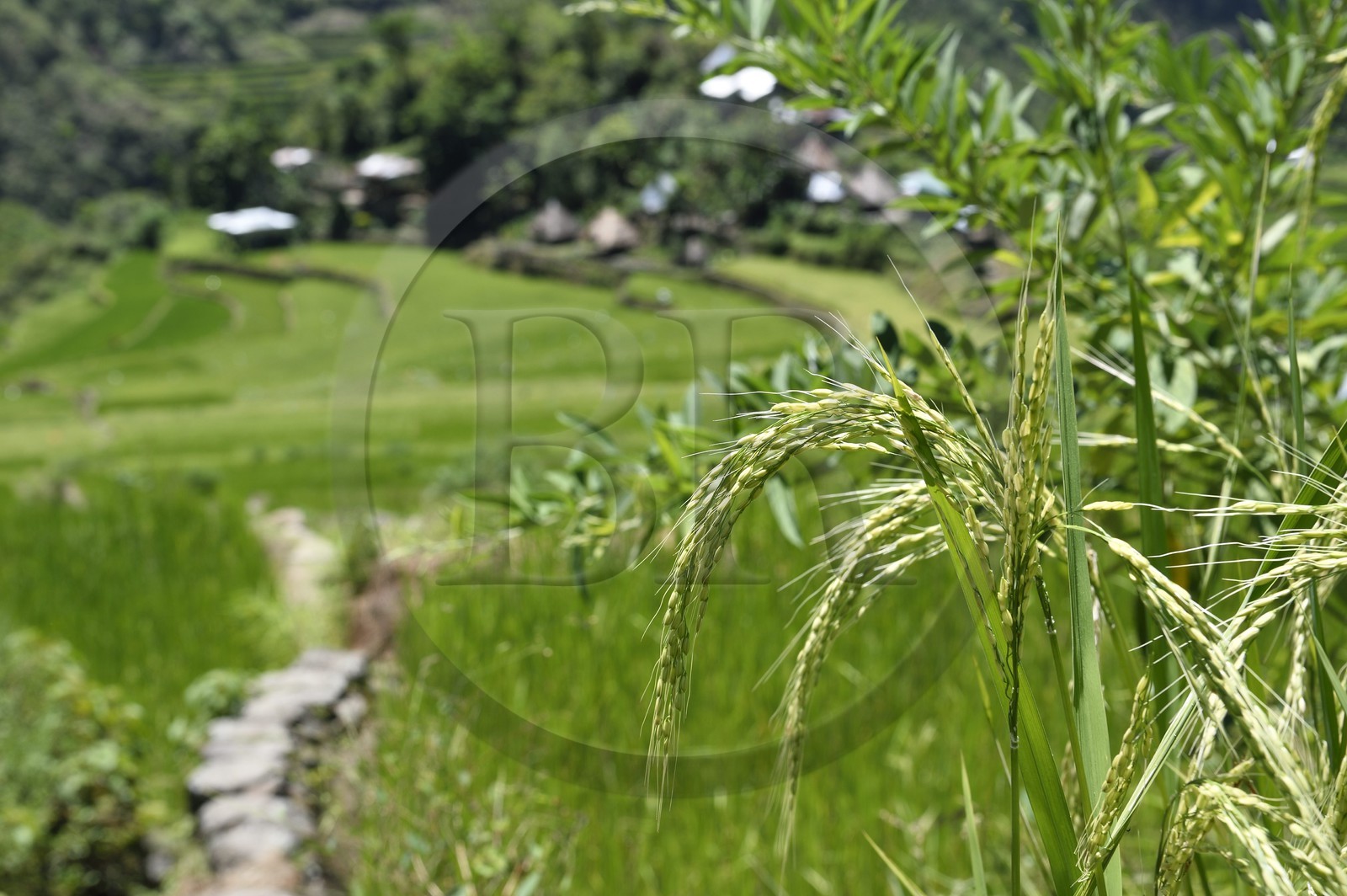 Philippines, Ifugao province, Banaue rice terraces around the village of Batad, listed as World Heritage by UNESCO, rice plant