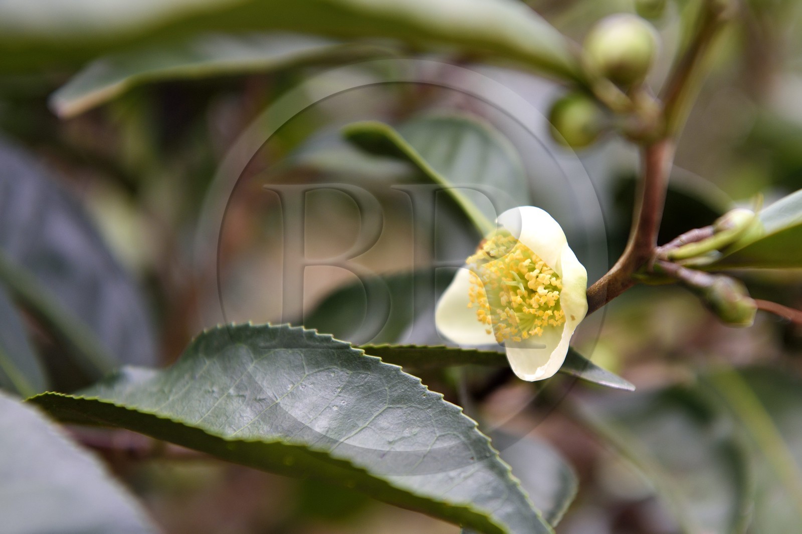 Sri Lanka, Province d'Uva, Bandarawela, fleur de thé