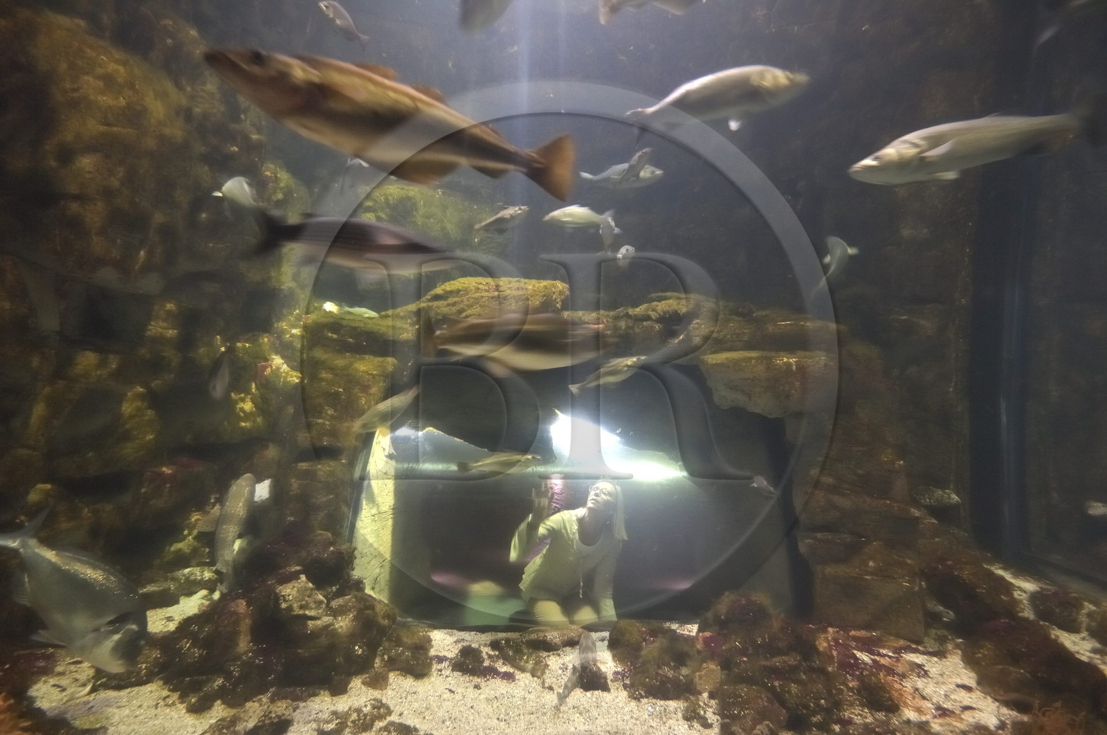 France, Charente-Maritime (17), La Rochelle, l'Aquarium