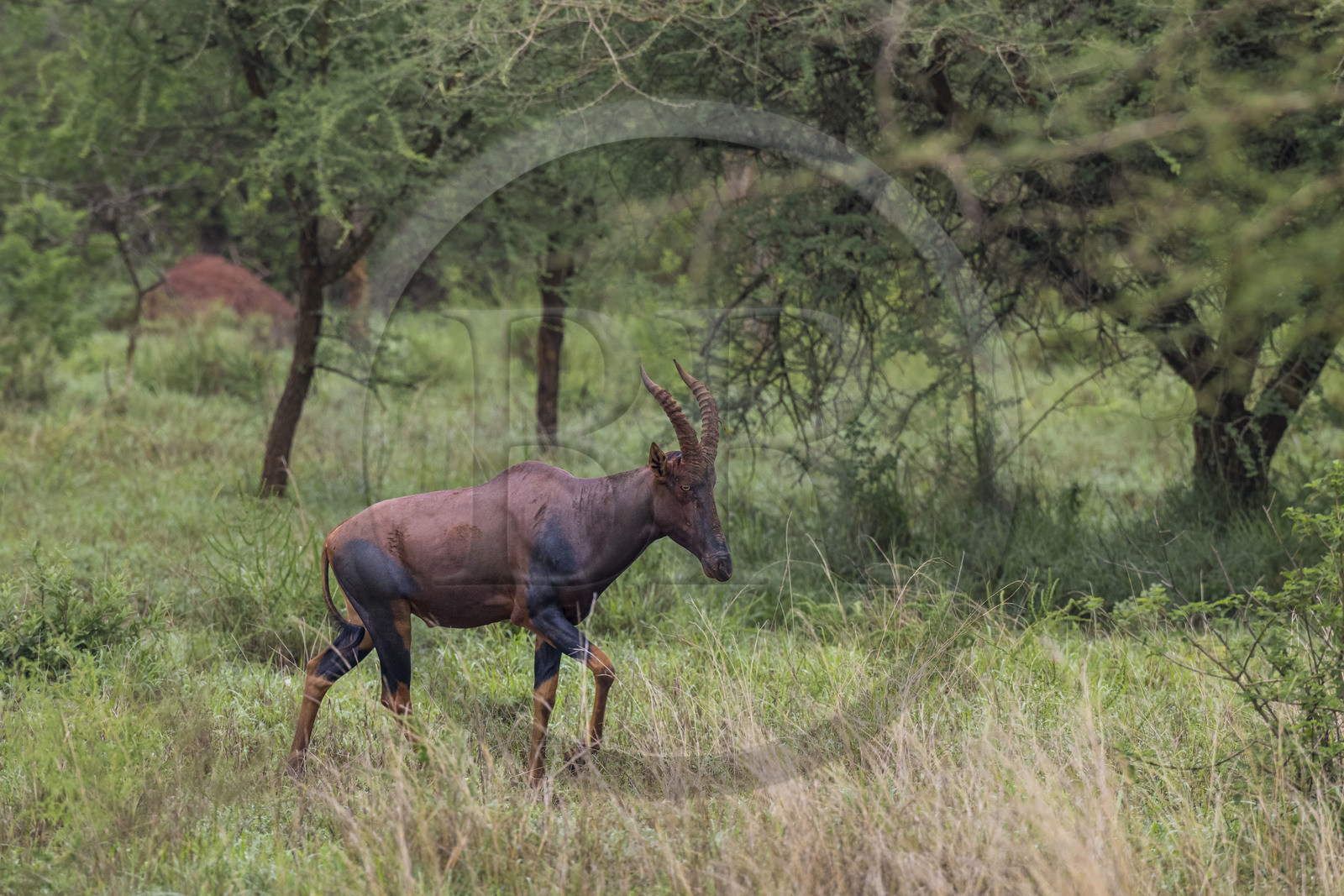 Rwanda, Parc national de l'Akagera, antilope Topi (Damaliscus korrigum)