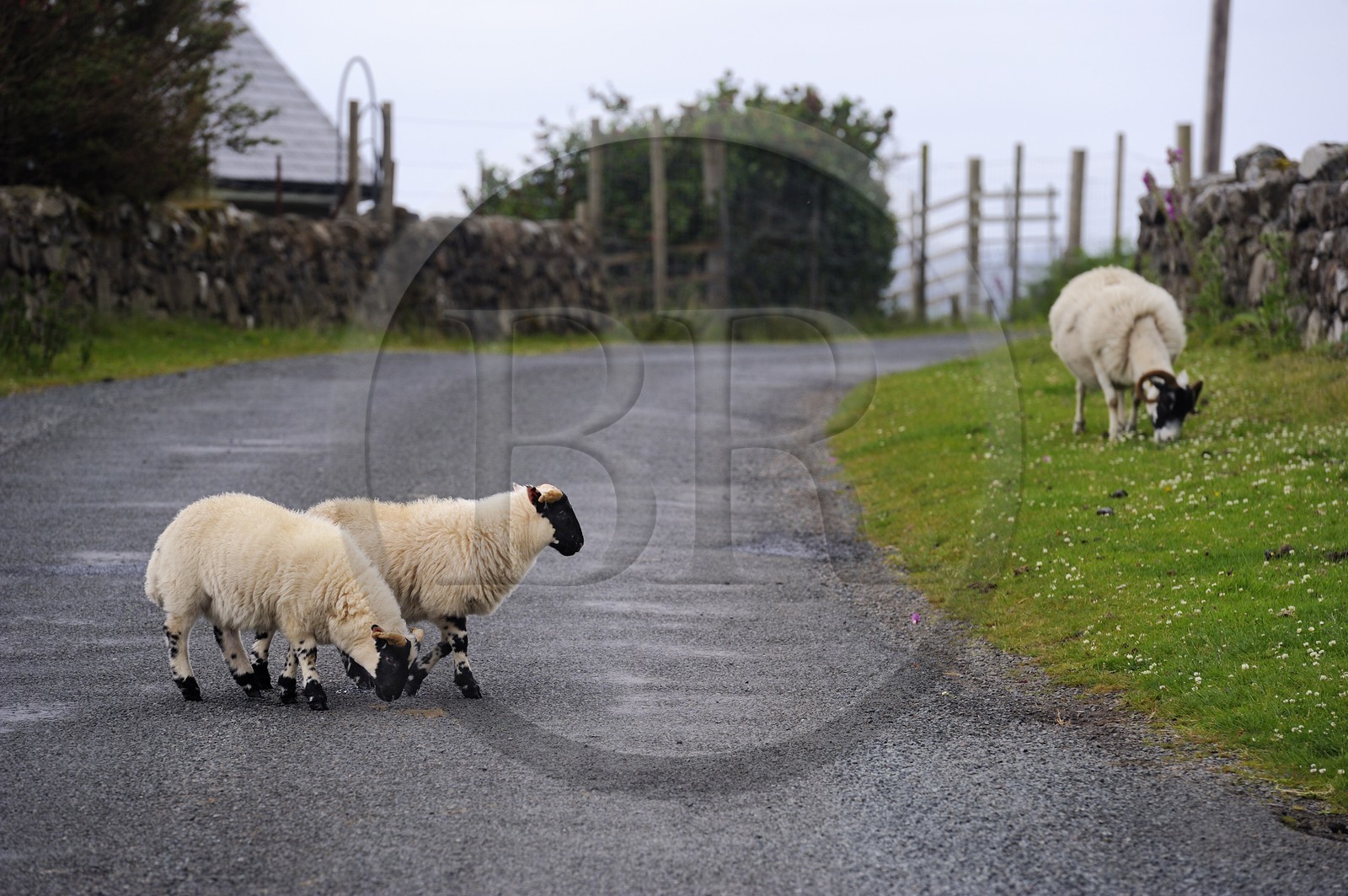 Royaume-Uni, Ecosse, Highland, Hébrides intérieures, Ile de Mull, moutons et bélier