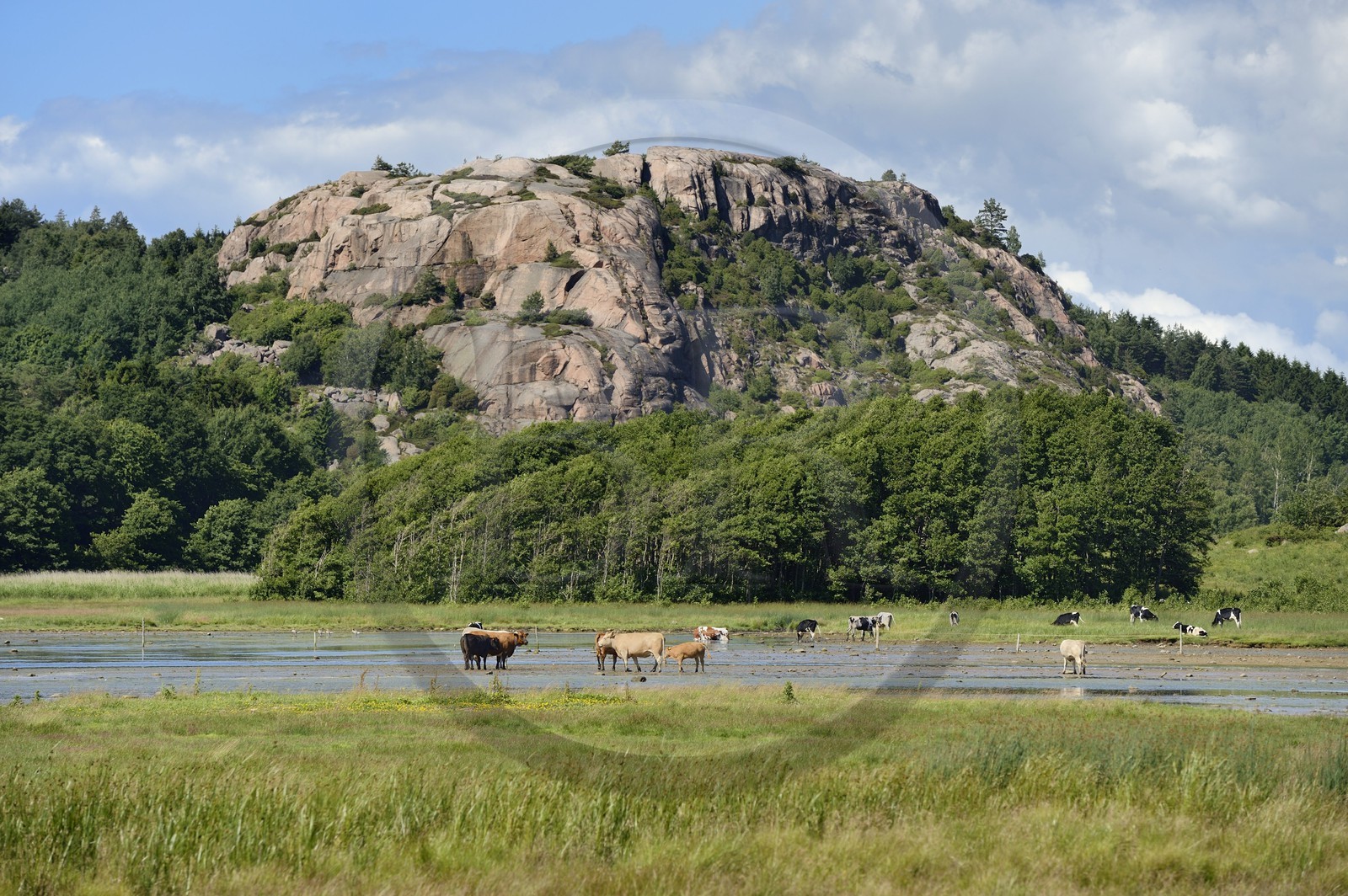 Sweden, Västra Götaland, cows on the edge of a fjord at Bovallstrand on the West Coast