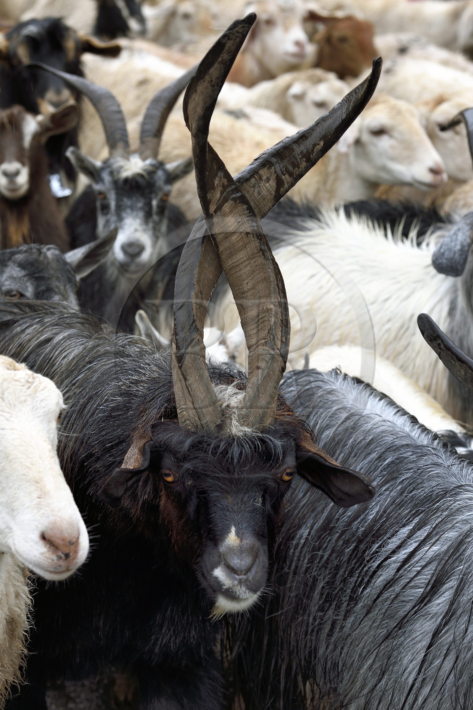 Azerbaïdjan, région de Ismailli, troupeau de moutons et de chèvres en transhumance sur la route descendant de Lahij (Lahic)