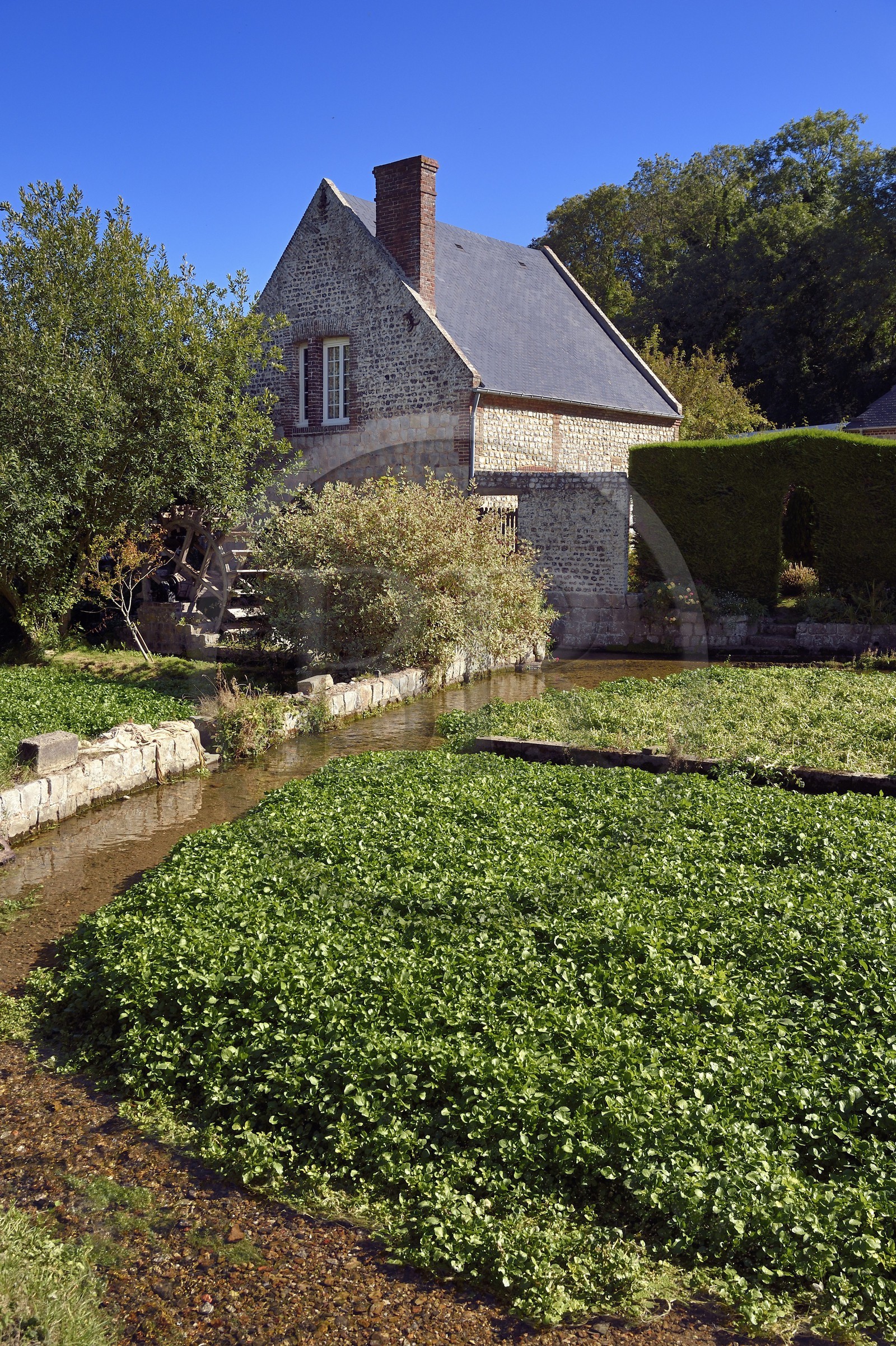 France, Seine-Maritime (76), Côte d'Albatre, Pays de Caux, Veules-les-Roses, labellisé Les Plus Beaux Villages de France, ancien moulin et cressonnières arrosées par la Veules fleuve célèbre pour la faible longueur de son cours (1 100 m)