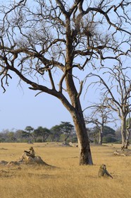 Zimbabwe, province de Matabeleland septentrional, parc national Hwange, babouins chacma (Papio ursinus) au pied d'un arbre