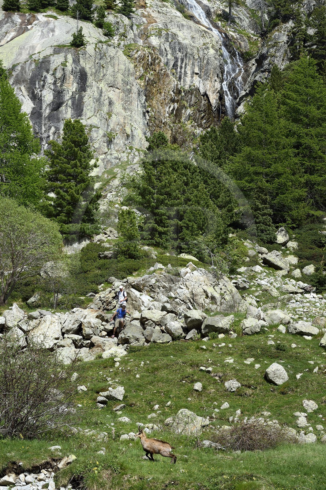 France, Alpes-Maritimes (06), parc national du Mercantour, Haute-Vésubie, randonnée dans le vallon de la Gordolasque, rencontre avec un chamois (Rupicapra rupicapra)
