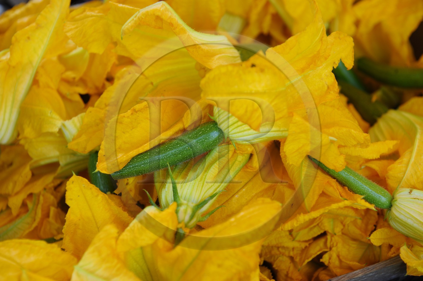 France, Var (83), Provence Verte, Saint-Maximin-la-Sainte-Baume, le marché, courgettes en fleur
