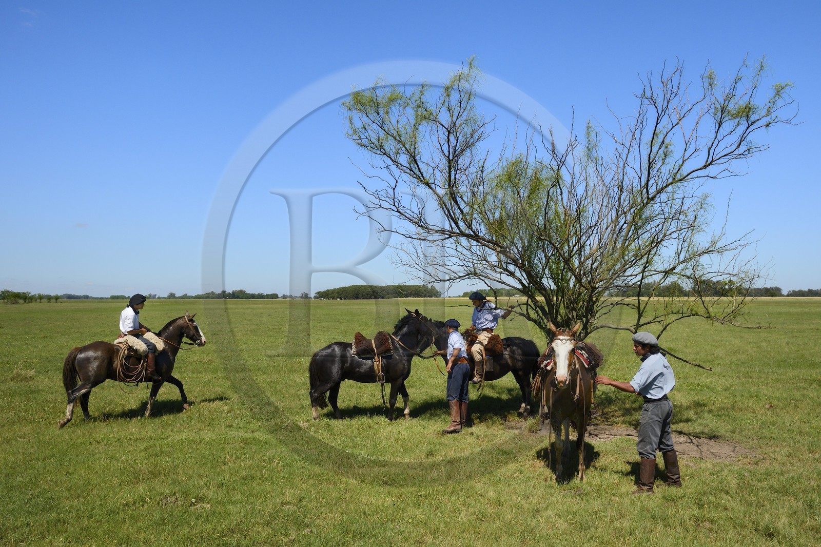 Argentine, province de Buenos Aires, San Antonio de Areco, estancia La Bamba de Areco, halte des gauchos sous un arbre endémique appelé Sina Sina
