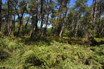 France, Pyrénées-Atlantiques (64), Pays-Basque, Anglet, la pinède forêt du Pignada