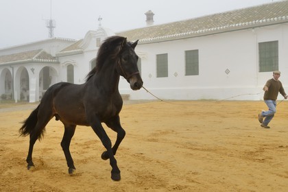 Spain, Andalusia, Seville Province, Utrera, Finca El Pinganillo, the property stud, training of an Andalusian horse also known as the Pure Spanish Horse or PRE (Pura Raza Espanola)