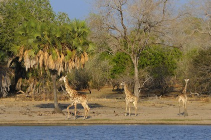 Tanzanie, Reserve de gibier de Selous une des plus grandes zones protégées au monde et inscrite sur la liste du patrimoine mondial de l’Unesco depuis 1982, girafes (Giraffa camelopardalis) en bordure d'un des lacs formées par la rivière Rufiji