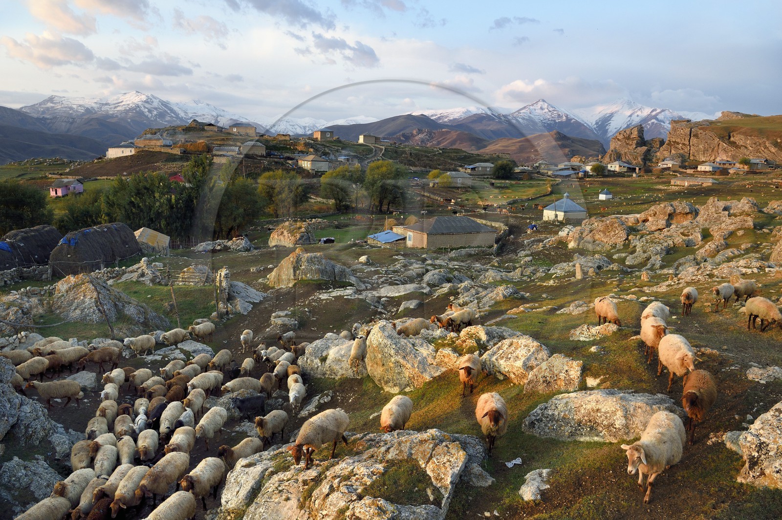 Azerbaijan, Quba (Guba) region, Greater Caucasus mountain range, village of Giriz at dawn, departure of sheep for the meadows