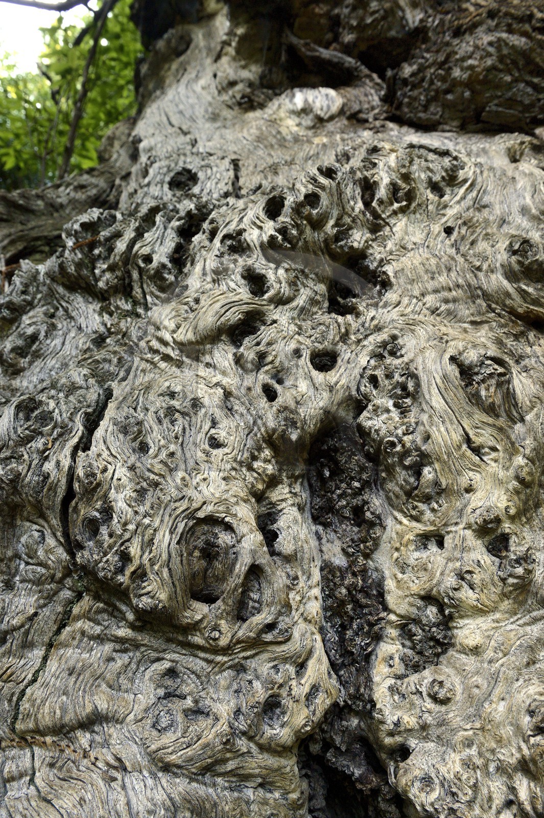 France, Haute-Corse (2B), Castagniccia, village de Carcheto, le célèbre chataigner qui est le personnage principale du livre Le berger des morts, Mal'Concilio, de l'écrivain Jean-Claude Rogliano