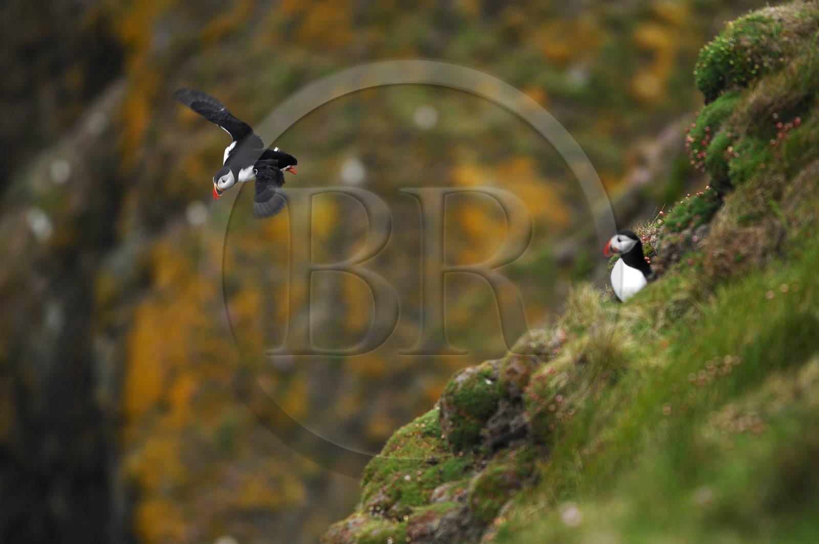 Royaume-Uni, Ecosse, les Shetland, Macareux moine