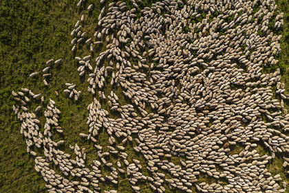 France, Puy de Dome, Parc Naturel Régional des Volcans d'Auvergne (regional nature park of Auvergne volcanoes), Chaine des Puys listed as World heritage by UNESCO, flock of Rava sheep at the foot of the Puy de Dôme volcano (aerial view)