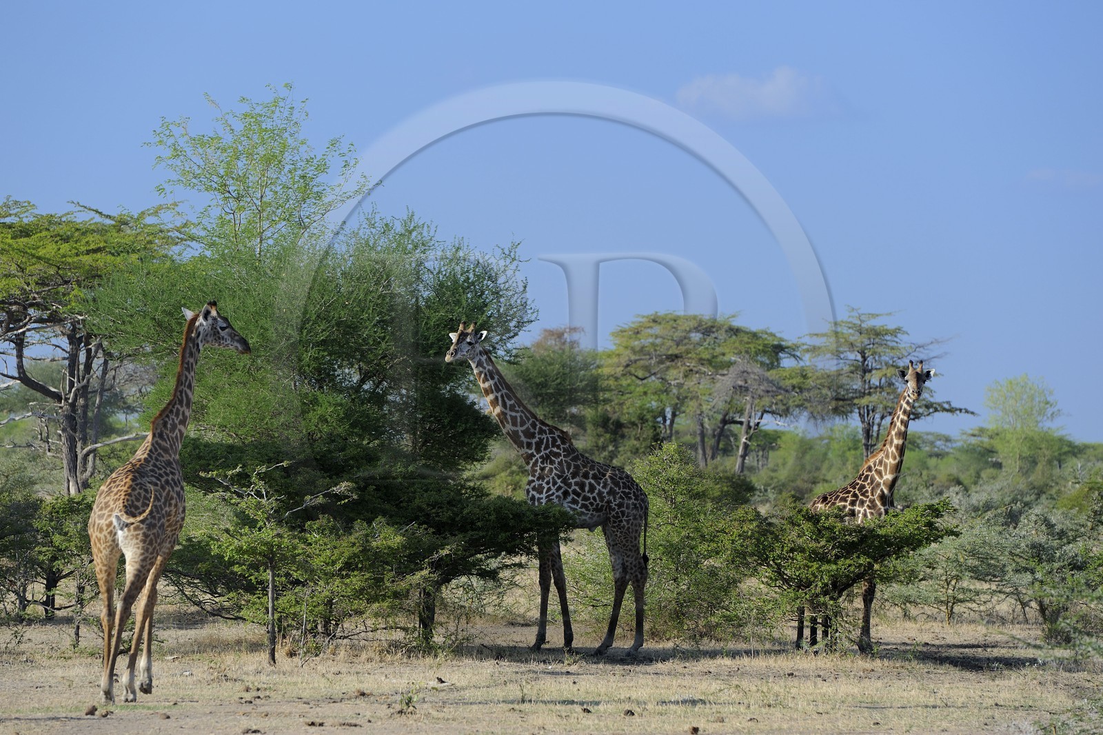 Tanzania, Selous Game Reserve is one of the largest fauna reserves of the world and designated a UNESCO World Heritage Site in 1982, giraffes (Giraffa camelopardalis)