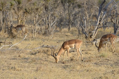 Zimbabwe, province de Matabeleland septentrional, parc national Hwange, impalas (Aepyceros melampus)
