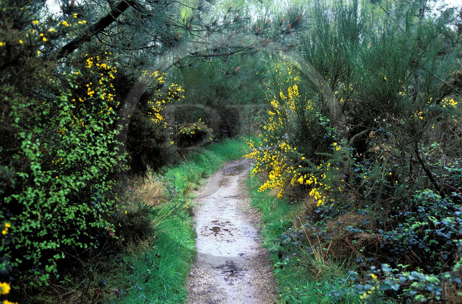 France, Ille et Vilaine, Broceliande forest