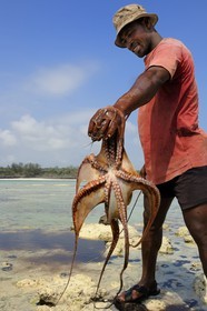Tanzania, Zanzibar Archipelago, Unguja island (Zanzibar), southeast coast, Bwejuu, octopus fishing on the coral reef at low tide