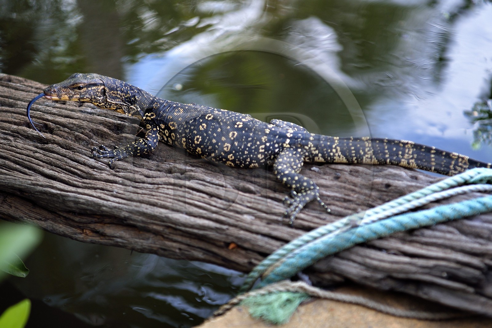 Sri Lanka, Province de l'Ouest, canal hollandais (Hamilton Canal) entre Colombo et Negombo vers Uswetakeiyawa, jeune varan malais (Varanus salvator)