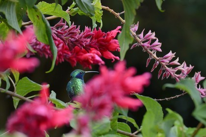 Panama, province de Chiriqui, Boquete, plantation de café Finca Lerida, colibri