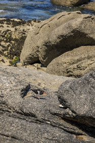France, Finistère (29), Pays des Abers, Ile Vierge dans l'archipel de Lilia, huitrier pie (Haematopus ostralegus)