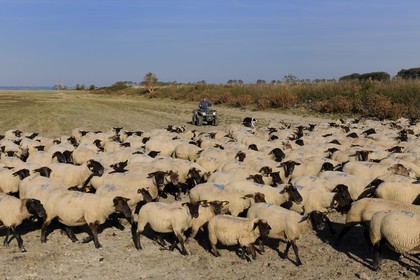 France, Ille-et-Vilaine (35), les herbus ou prés salés du Mont-Saint-Michel, l'éleveur de moutons de près salés Yannick Frain