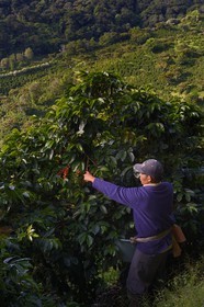 Panama, province de Chiriqui, Boquete, plantation de café Finca Lerida, cueillette des grains de café sur les pentes du volcan Baru par un amérindien Nägbe