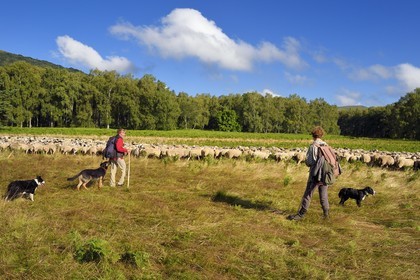 France, Puy-de-Dôme (63), Parc Naturel Régional des Volcans d'Auvergne, Chaine des Puys classée Patrimoine Mondial de l’UNESCO, les deux bergères Ostiane Vuillermoz et Charlotte Hevin gardant un troupeau de brebis Rava au pied du volcan Puy de Dôme