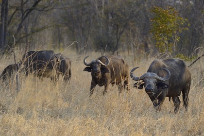 Zimbabwe, province de Matabeleland septentrional, parc national Hwange, buffles d'Afrique (Syncerus caffer)