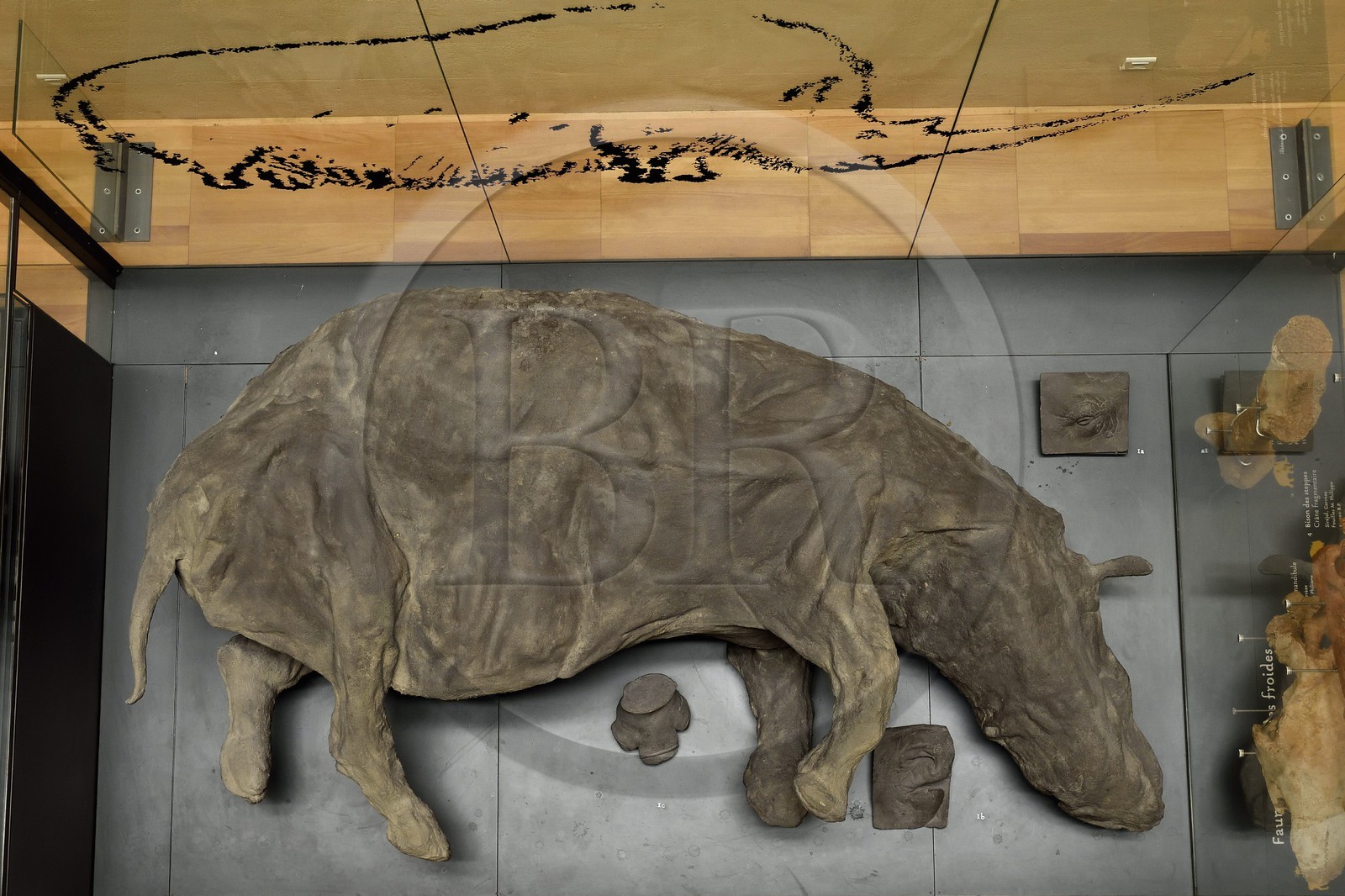 France, Dordogne, Perigord Noir, Vezere Valley, Les Eyzies de Tayac Sireuil, listed as World Heritage by UNESCO, Musee de la Prehistoire (Museum of Prehistory), molding of a  woolly rhinoceros (Coelodonta antiquitatis) dated around 30,000 years such that it was found in the permafrost