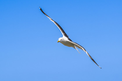 France, Finistère, Abers Country (Pays des Abers), Ile Vierge (Virgin Island) in the Lilia archipelago, sea gull