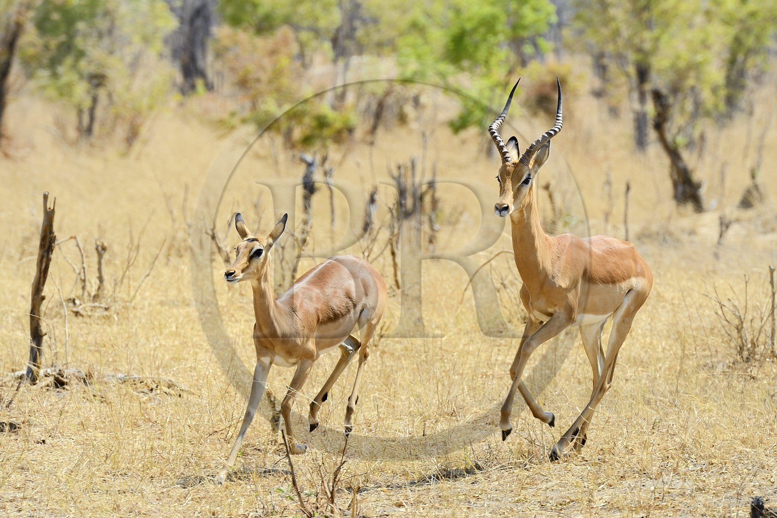 Zimbabwe, Matabeleland North Province, Hwange National Park, impala (Aepyceros melampus)
