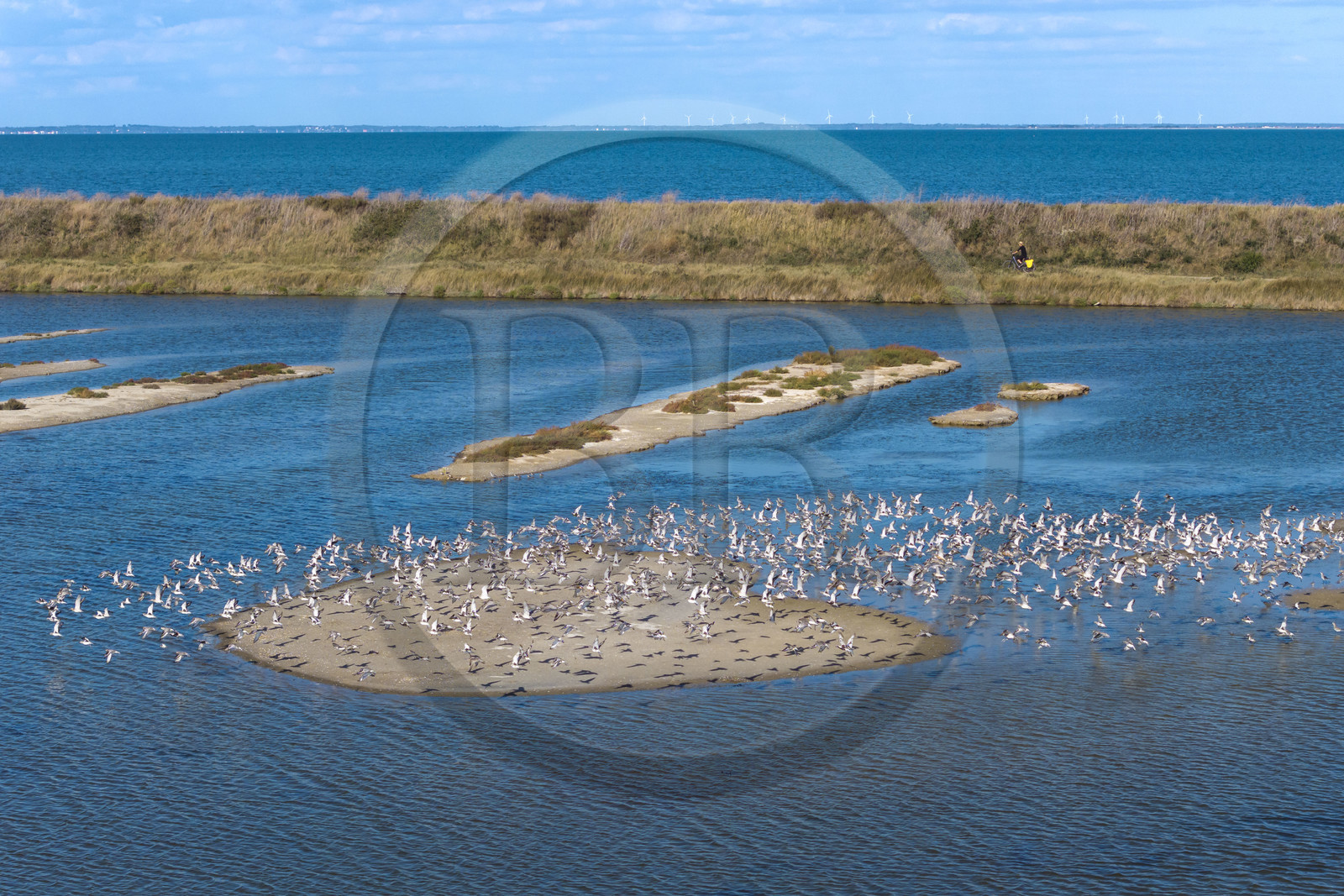 France, Vendée (85), île de Noirmoutier, Barbatre, cyclistes sur la digue de la côte Est dans la Réserve Naturelle du Polder de Sebastopol (vue aérienne)