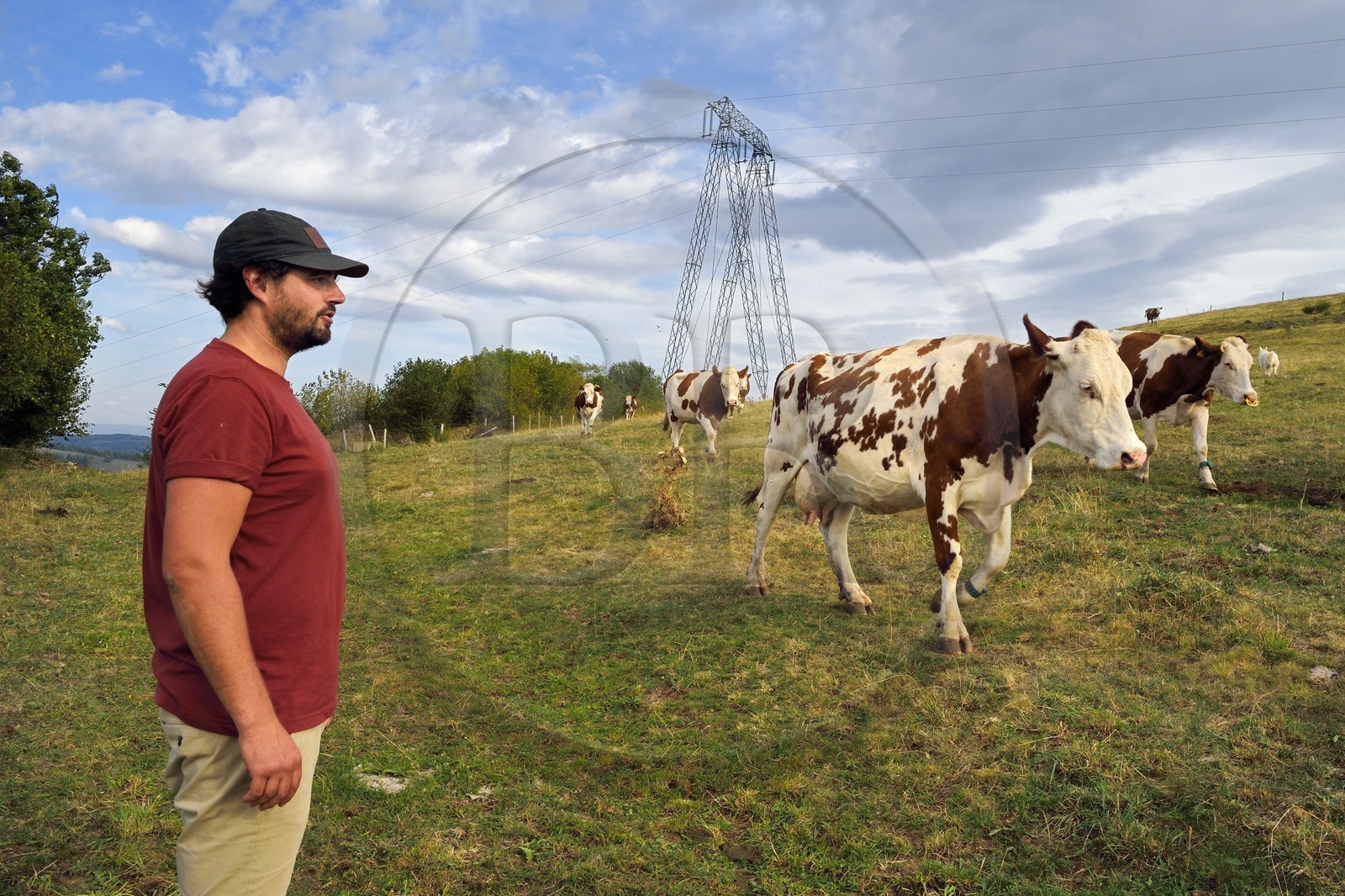 France, Cantal, Sainte-Marie, La Terrisse hamlet, Montbeliarde dairy cows breeding on the Cantagrel farm, the breeder Martin Séguis defends family farming, resilient, productive and sustainable, he is preparing to return the cows to the barn