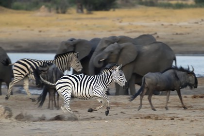 Zimbabwe, province de Matabeleland septentrional, parc national Hwange, Zèbre (equus burchelli) au galop