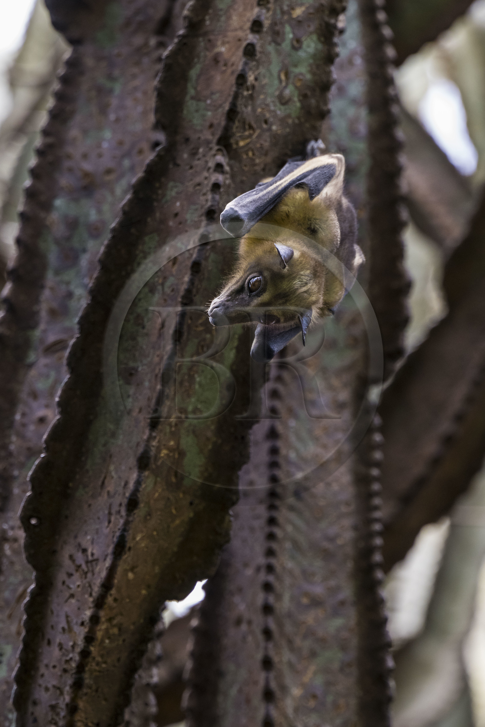 Rwanda, Province de l’Ouest, Karongi (anciennement nommée Kibuye), lac Kivu, Ile Napoléon ou Tembabagoyi, Roussette paillée africaine ou Roussette des palmiers africaine ou Roussette jaune (Eidolon helvum) dans un Euphorbe candélabre