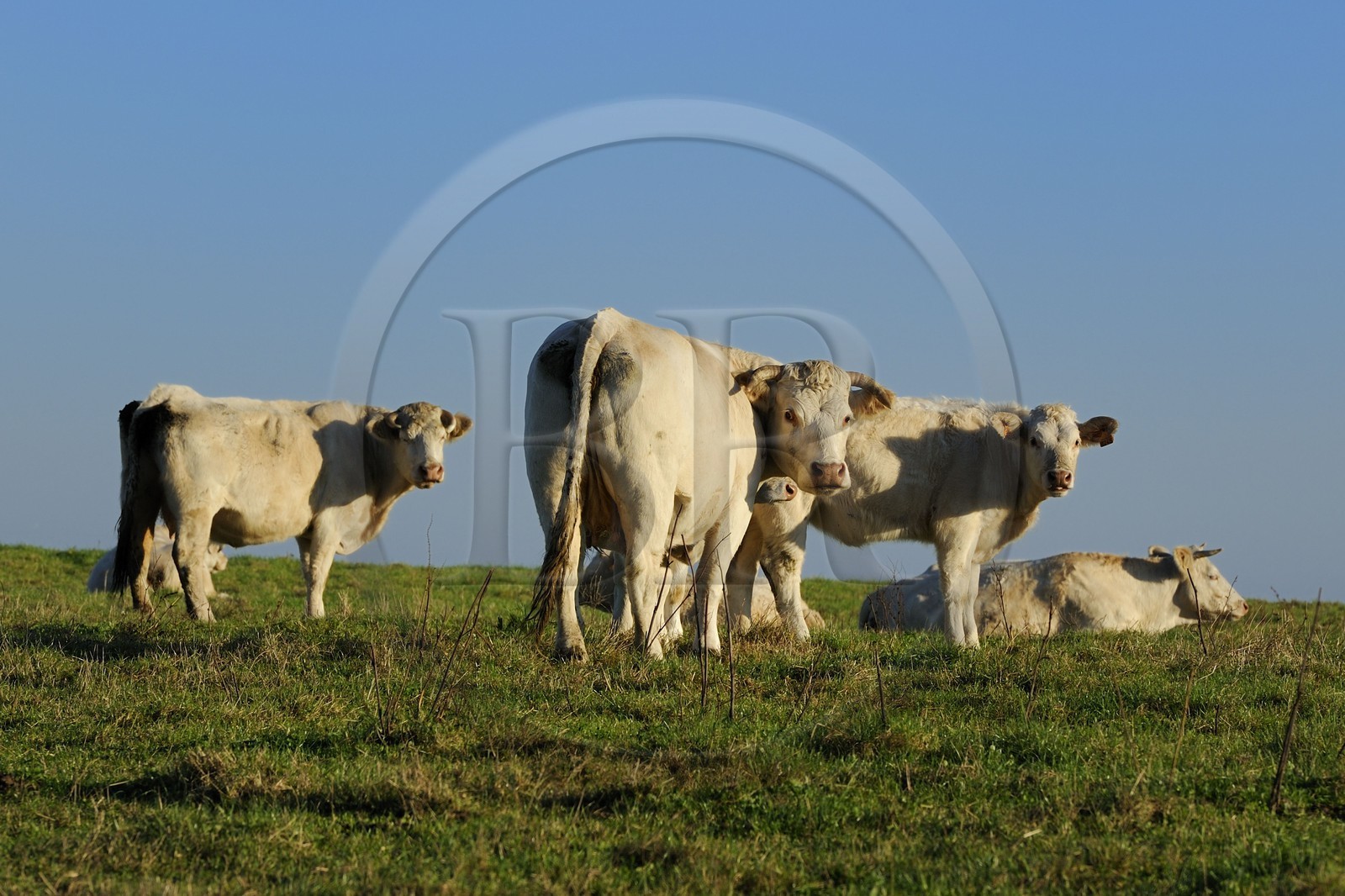France, Seine-Maritime (76), Pays de Caux, Côte d'Albâtre, Sotteville-sur-Mer, vaches normandes dans un pré