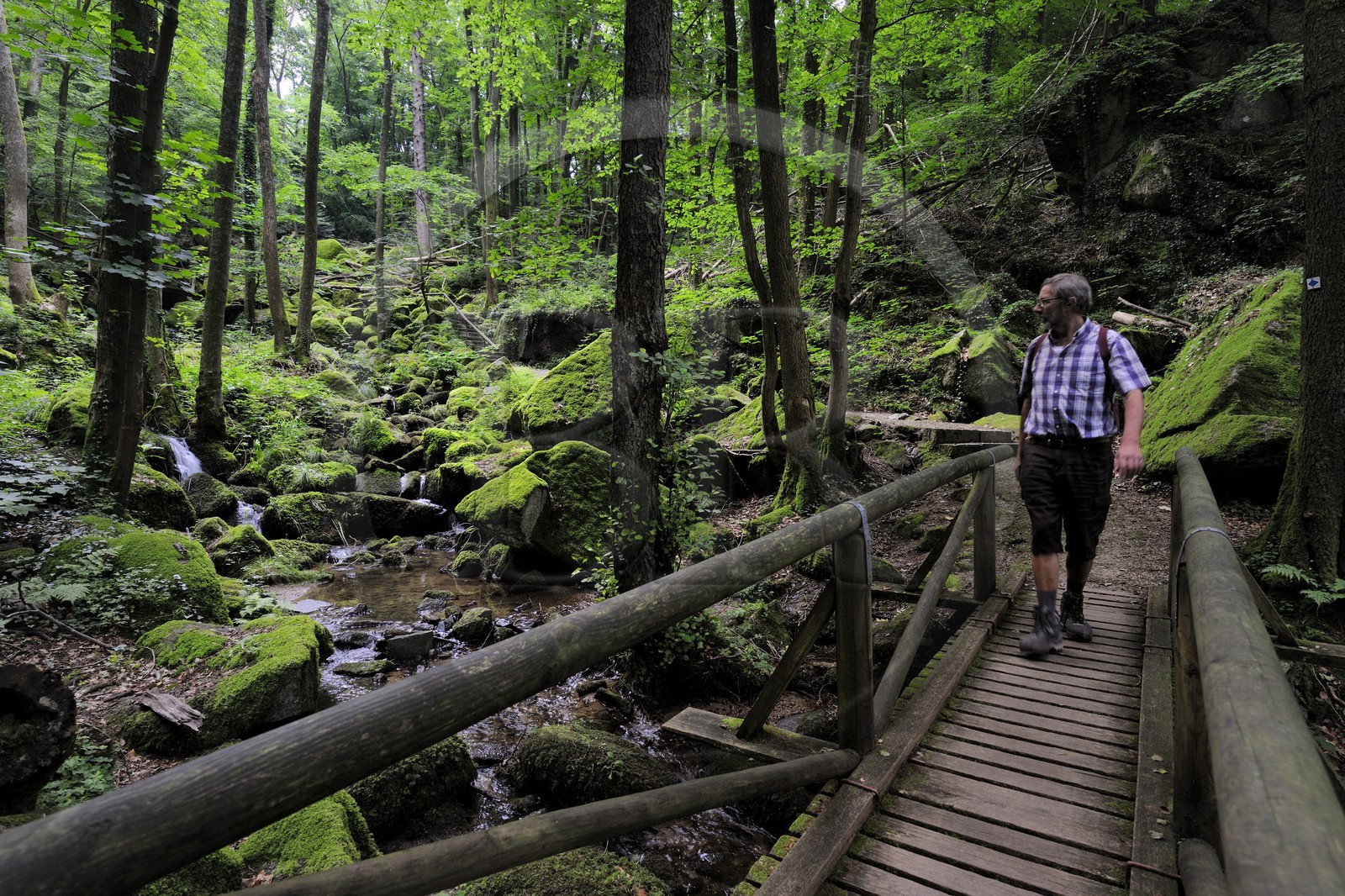 Allemagne, Forêt Noire, Schwartzwald, Bade-Würtemberg, Sasbachwalden, succession de petites cascades dans un sous-bois menant au sommet du Bischenberg
