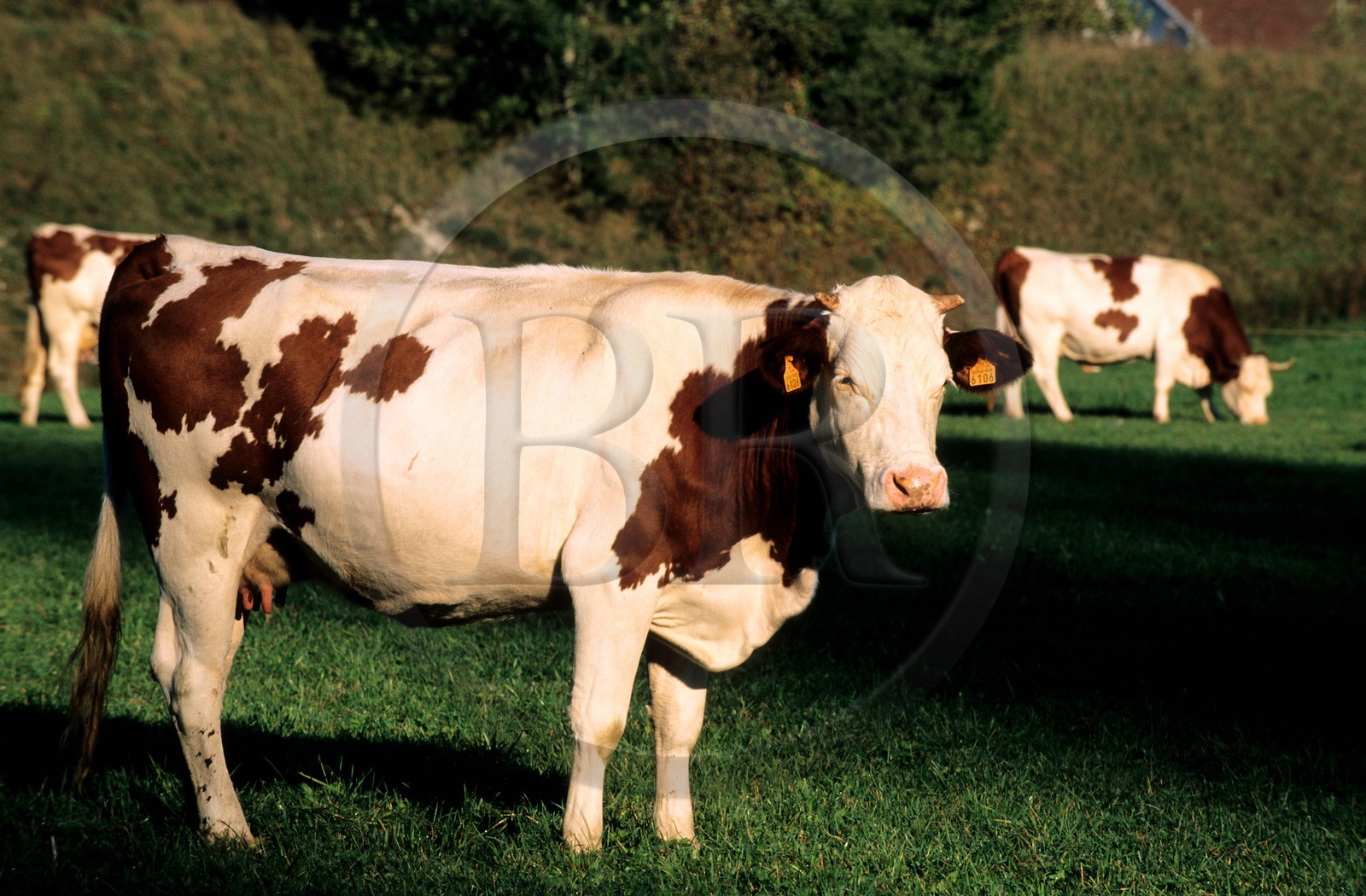 France, Doubs (25), vaches Montbéliardes
